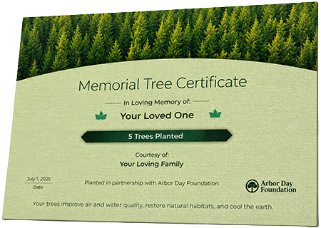 Plant Trees in Memory of Roderick 